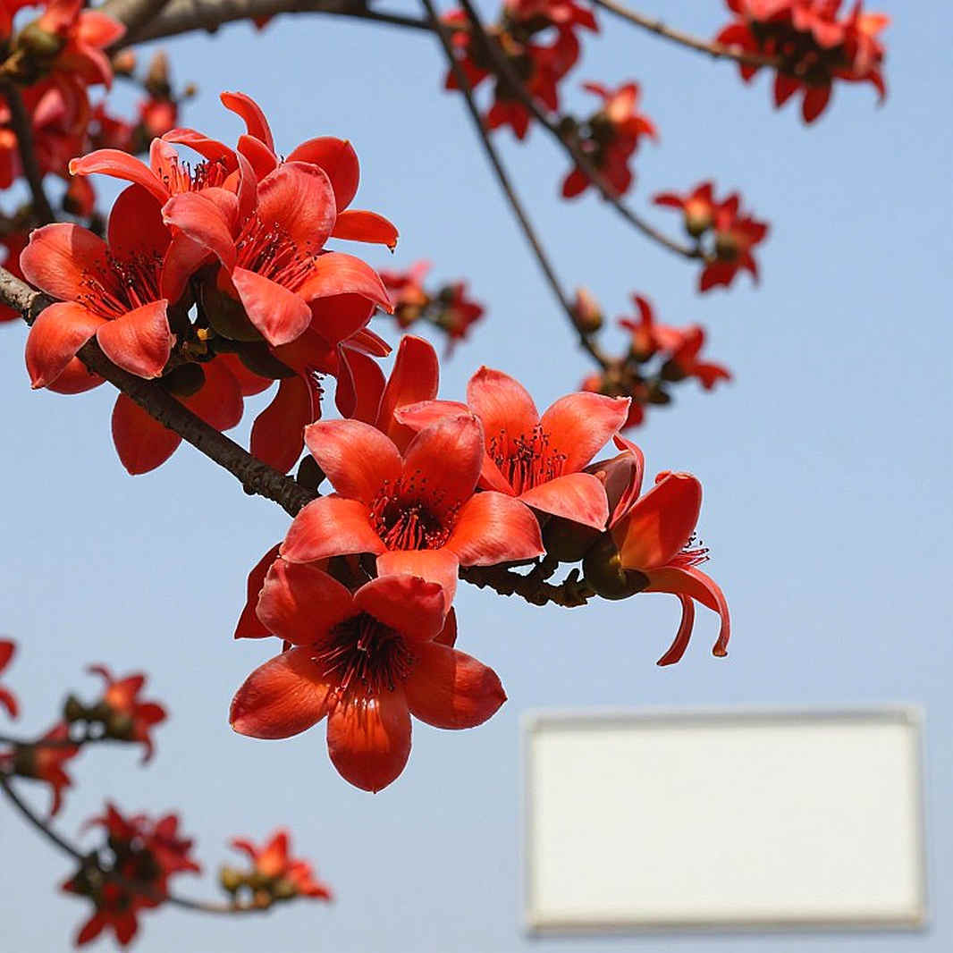 শূন্য ফলাফলের অডিট: যখন একটি অ্যাথলেটিক্স মার্ক চেইনের ব্লক হয়ে ওঠে